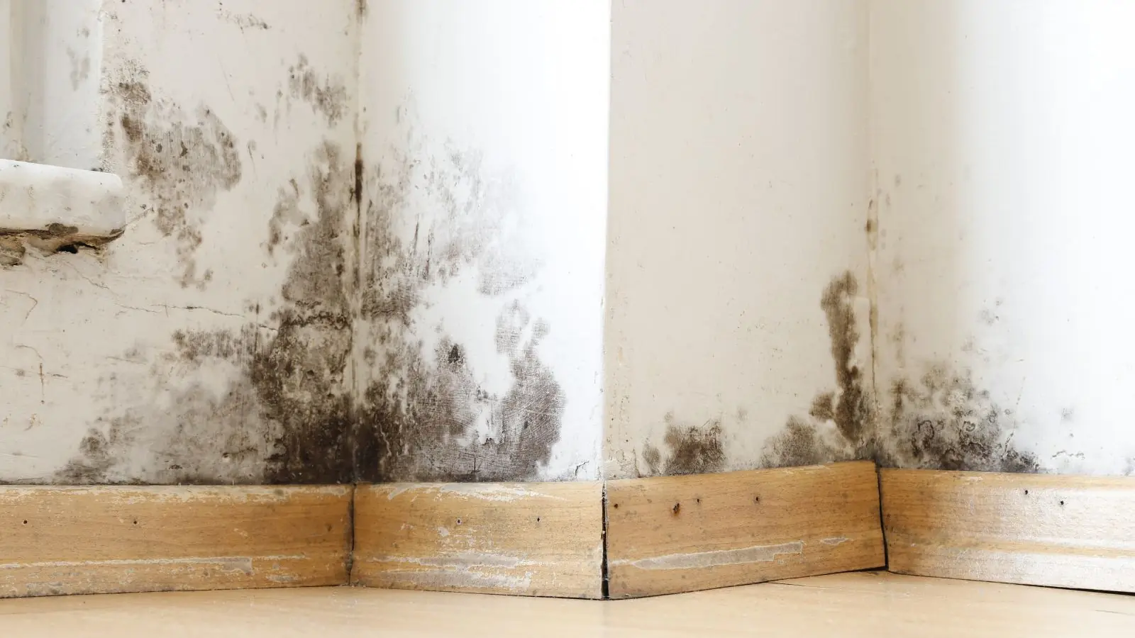 Dark mold staining along the lower wall and baseboard in the corner of a room